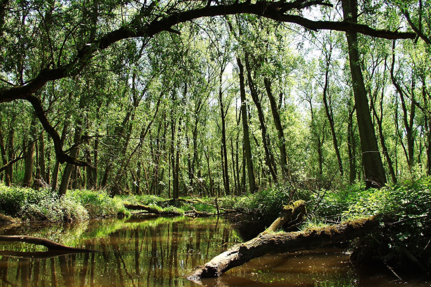 Rondvaart Biesbosch
