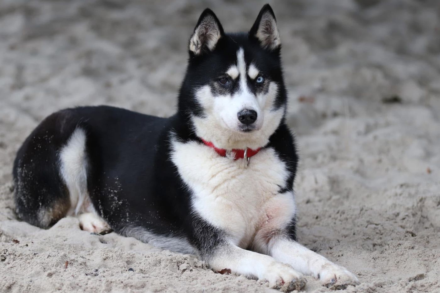 Husky high tea cadeau
