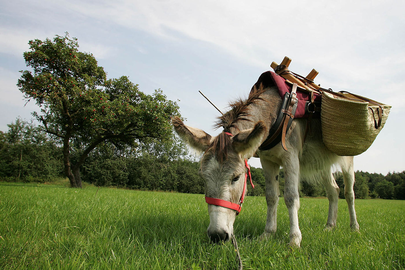 Ezeltocht met picknick cadeau