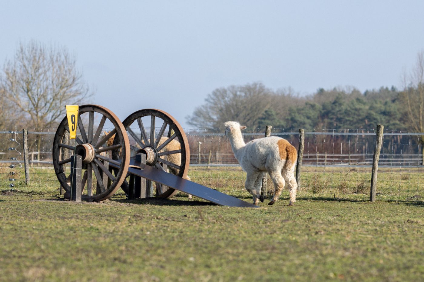 Fietstocht met alpacagolf