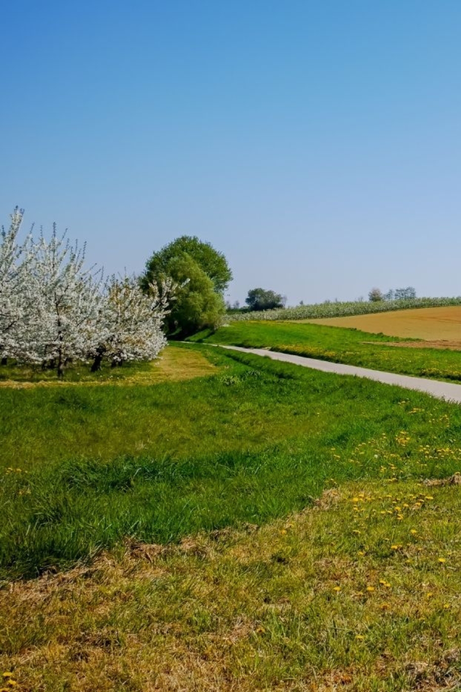 Kruiwandelen