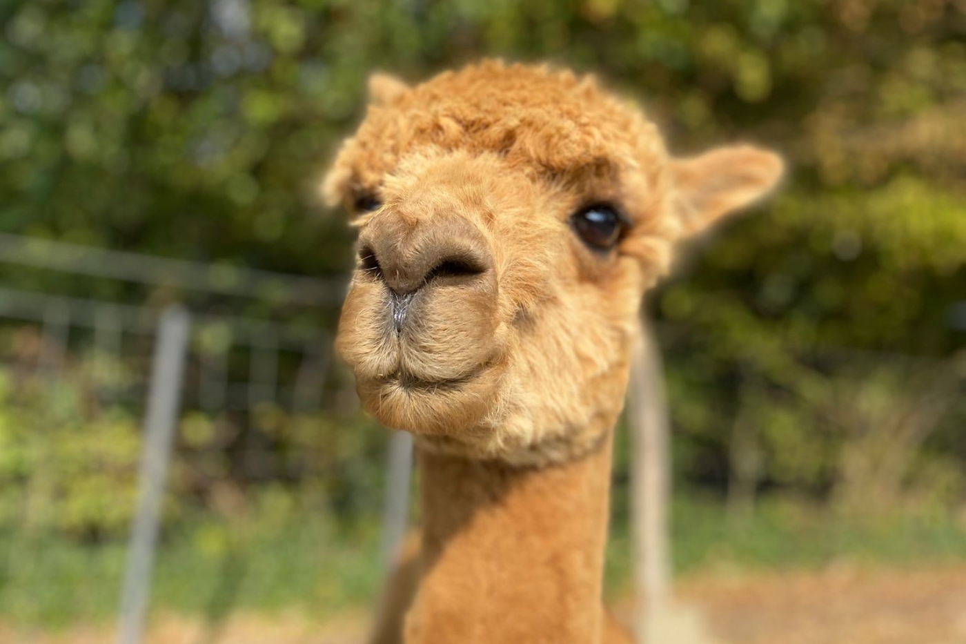 alpaca knuffelen cadeau