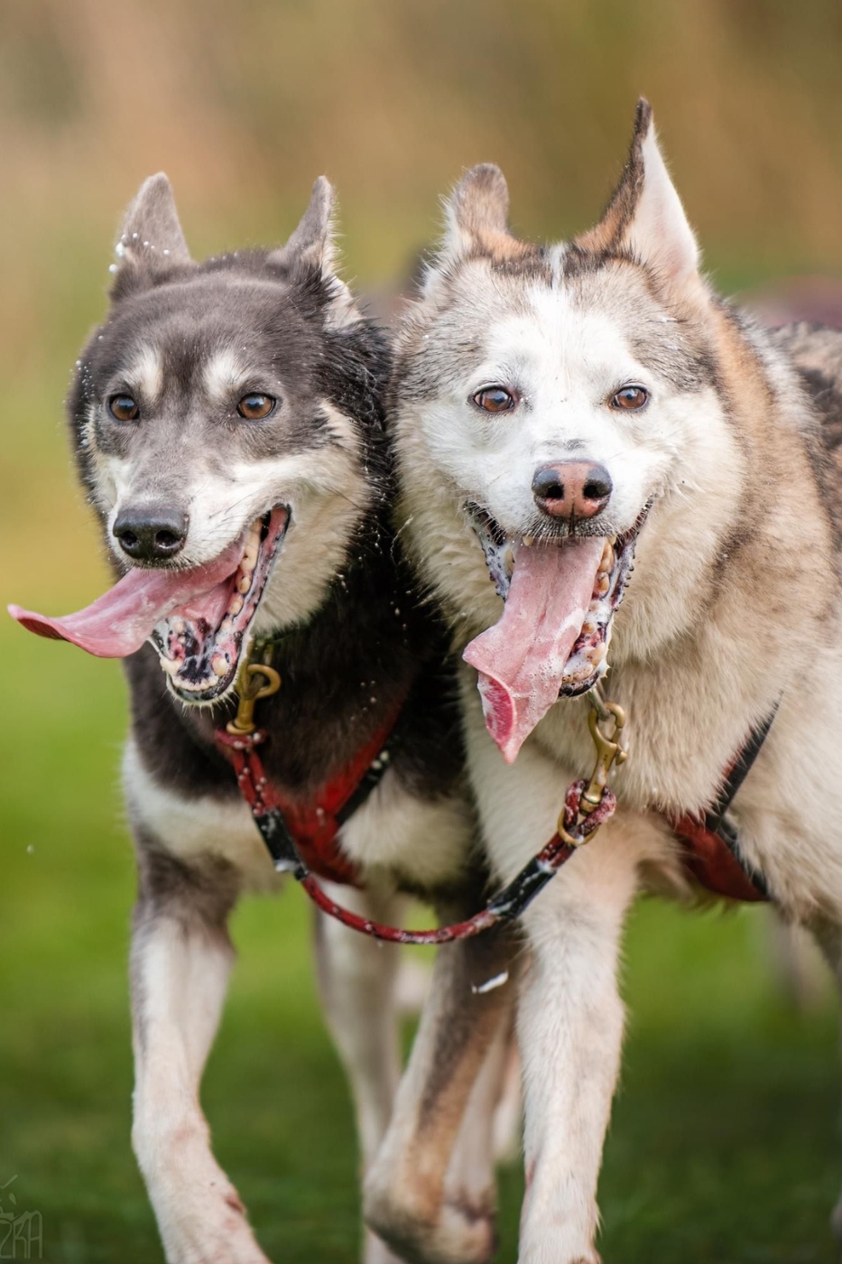Husky karrentocht