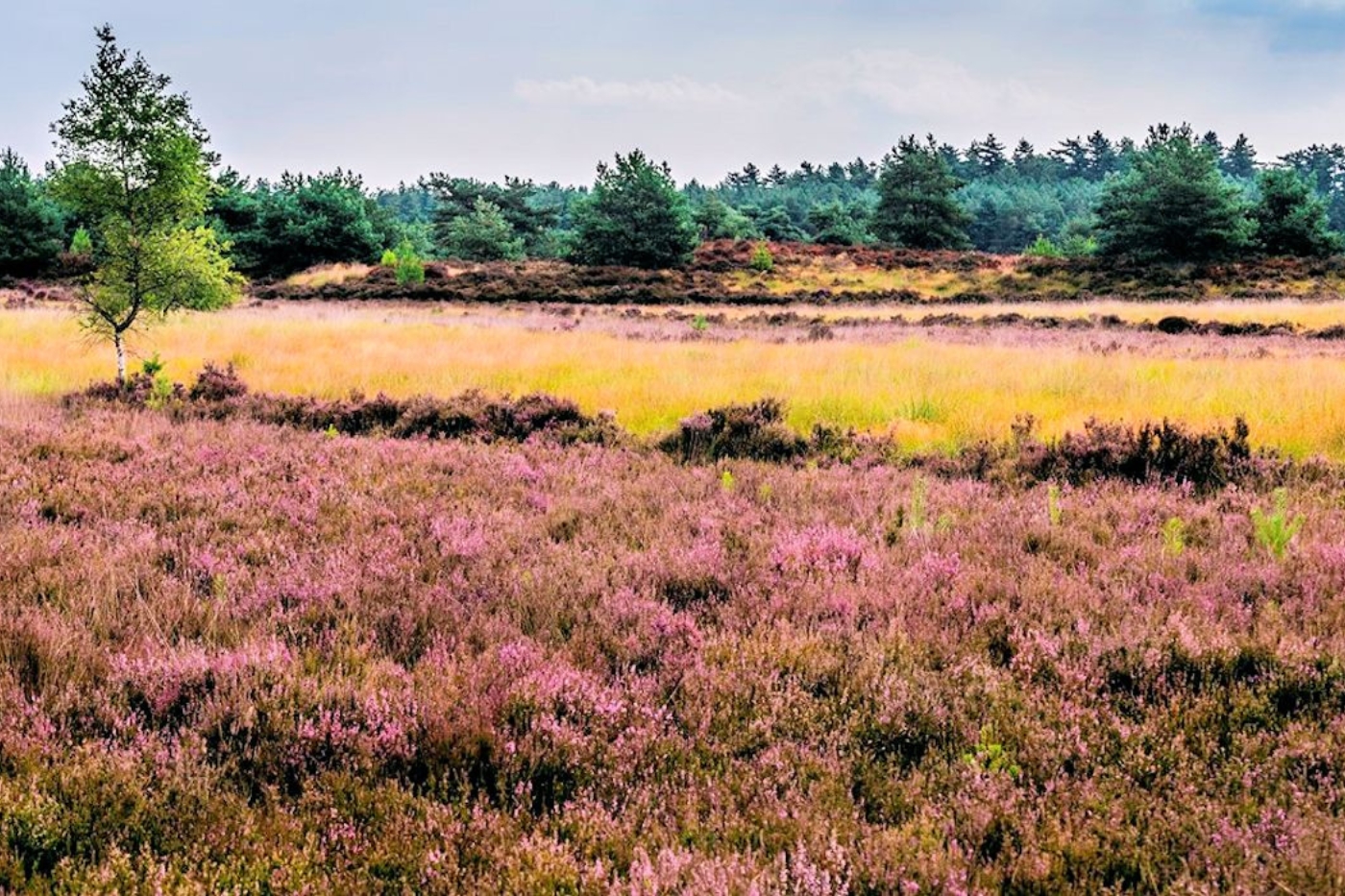 Cross met een E-step over de heide