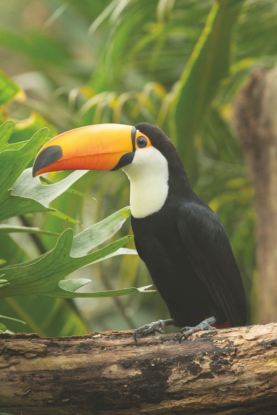 Pantropica