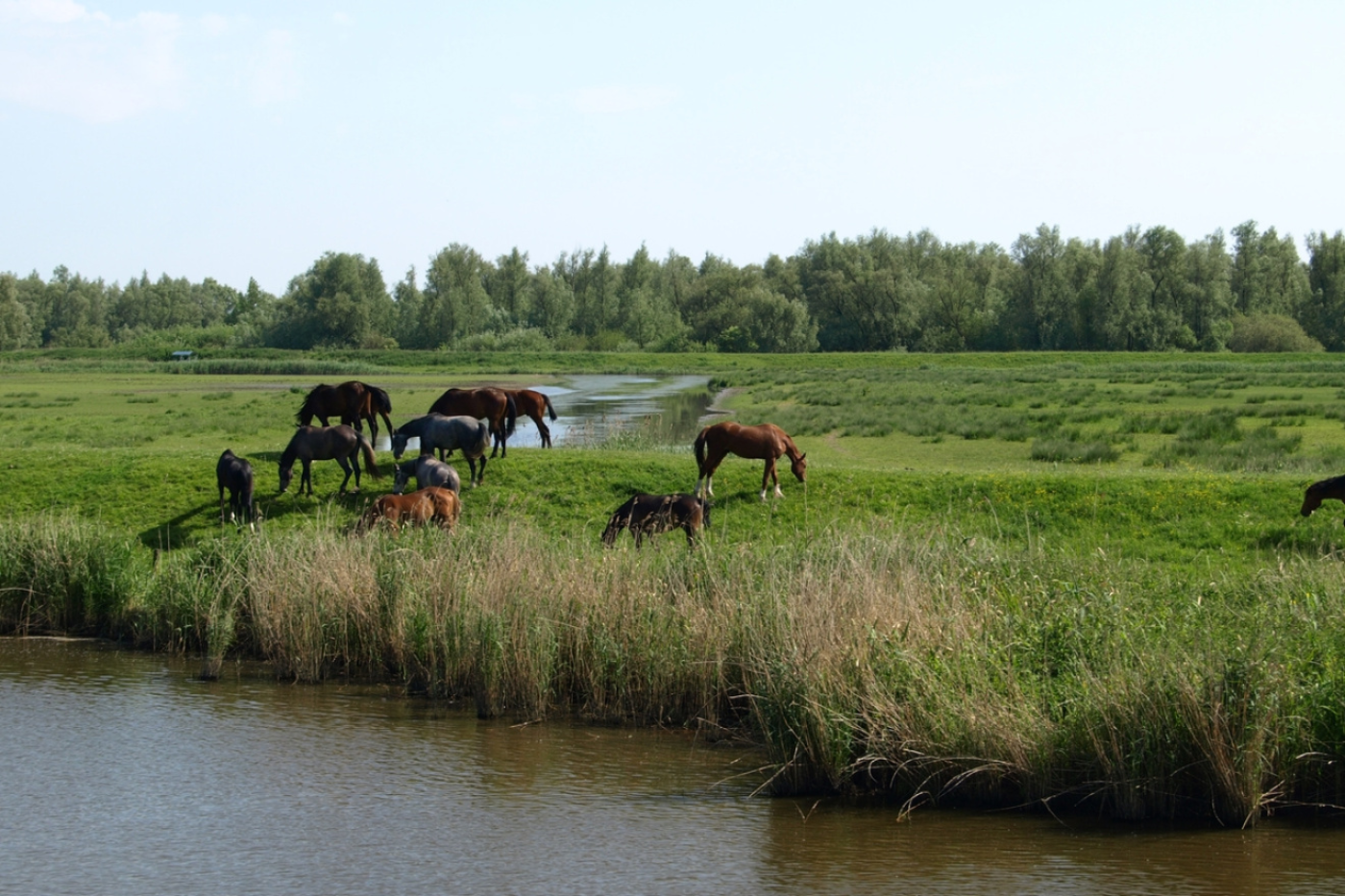 Rondvaart Biesbosch