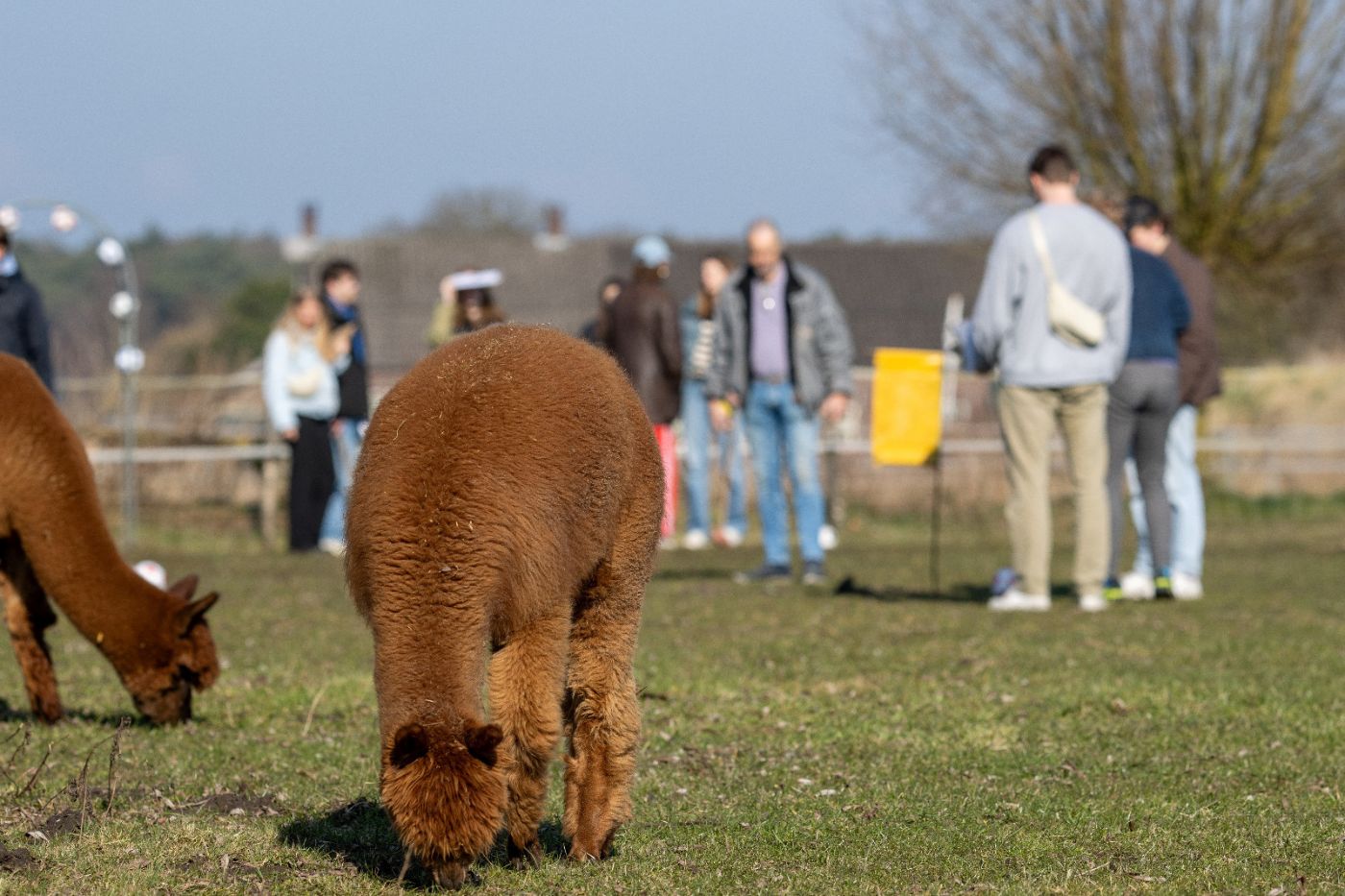 Fietstocht met alpacagolf