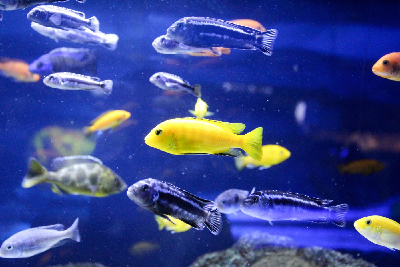 Scuba initiatie