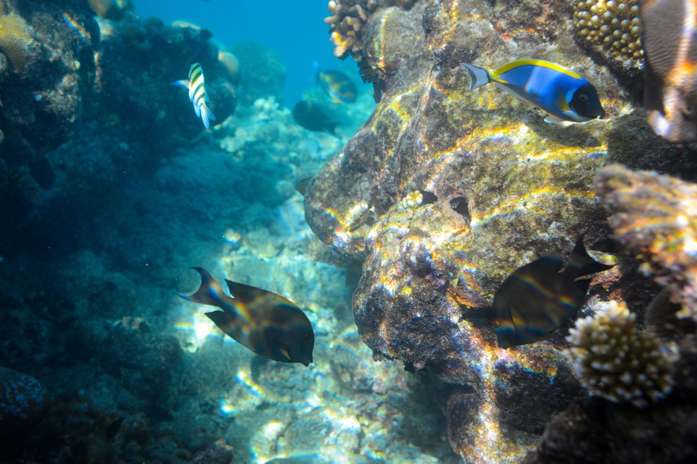 Scuba initiatie cadeau