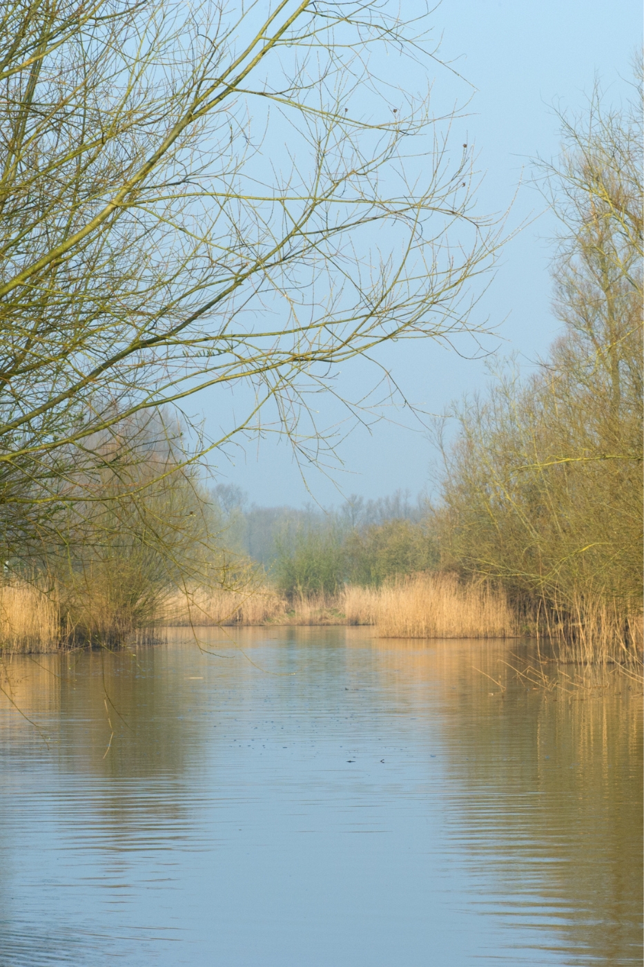 Rondvaart Biesbosch