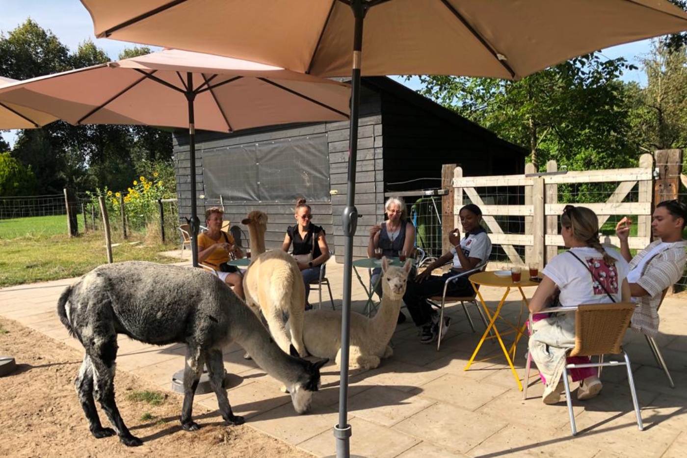 Alpaca onderonsje