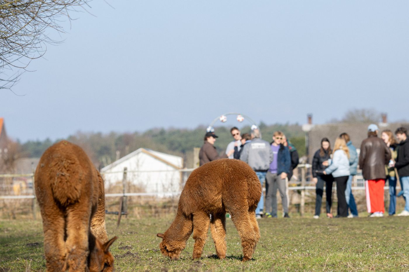 Fietstocht met alpacagolf