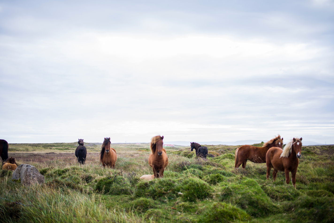 Paardrijden in de duinen