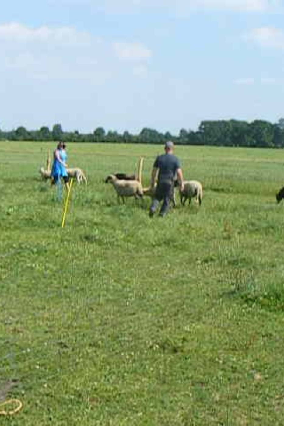 Workshop schapendrijver