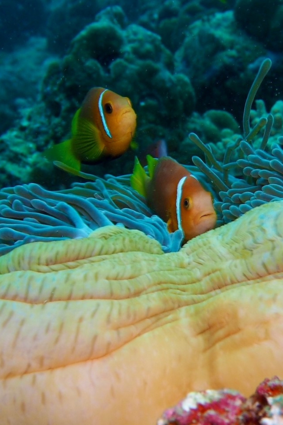 Scuba initiatie