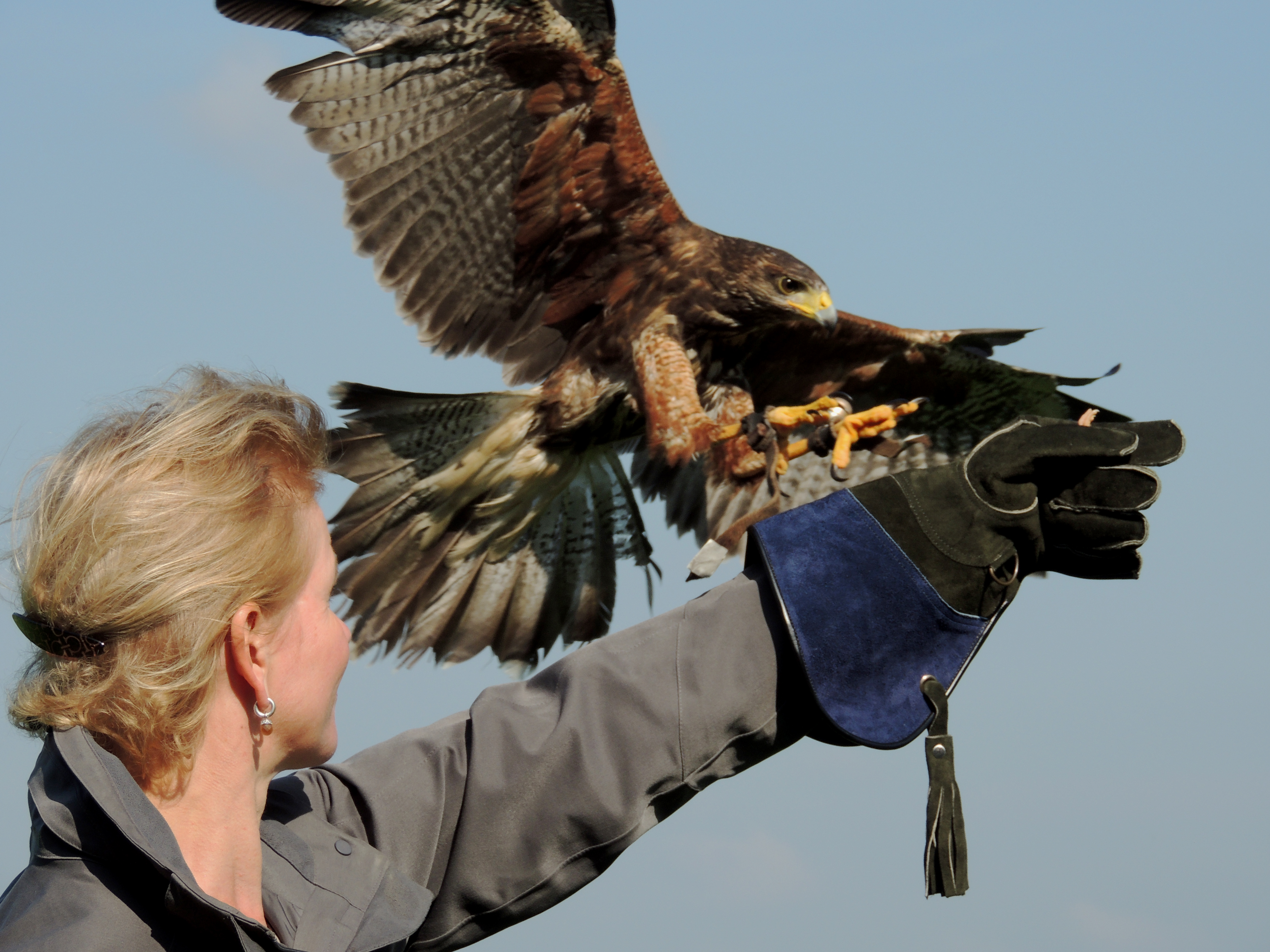 Roofvogel workshop cadeau