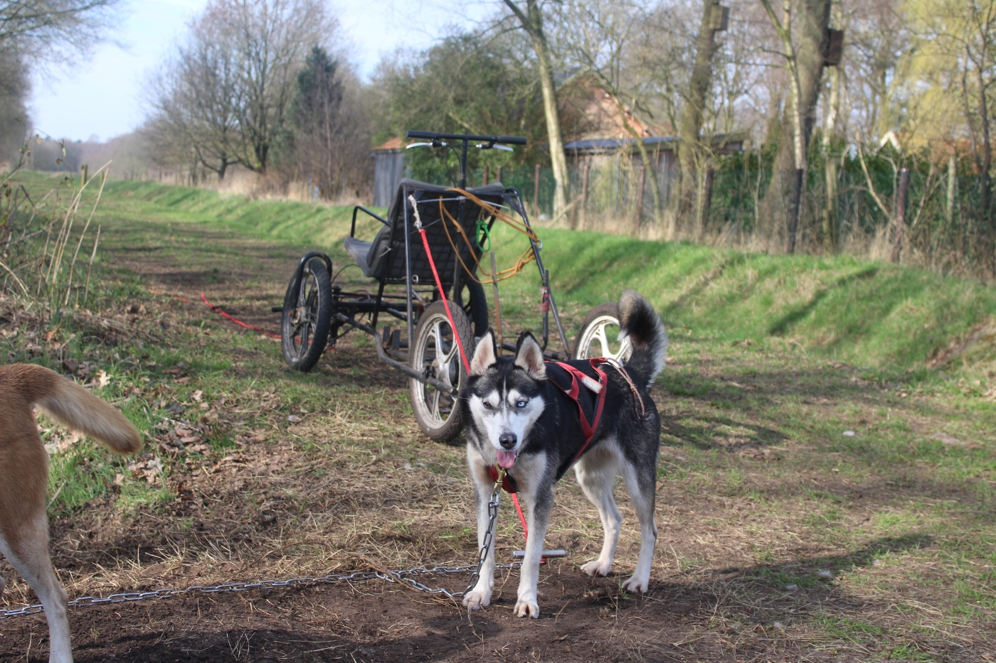 Husky karrentocht