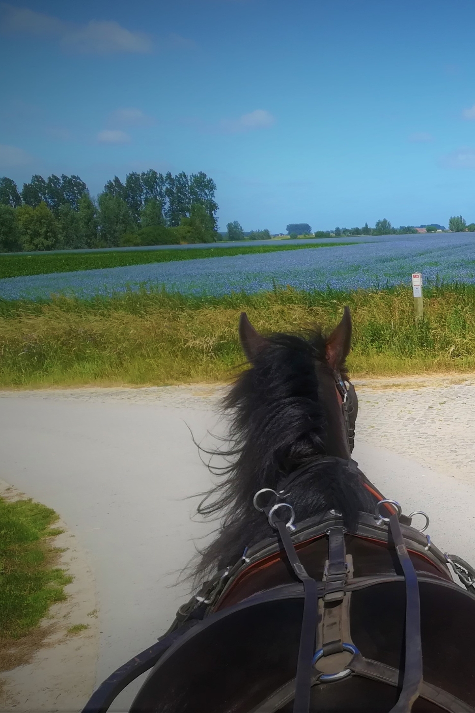 Koetsrit met picknick