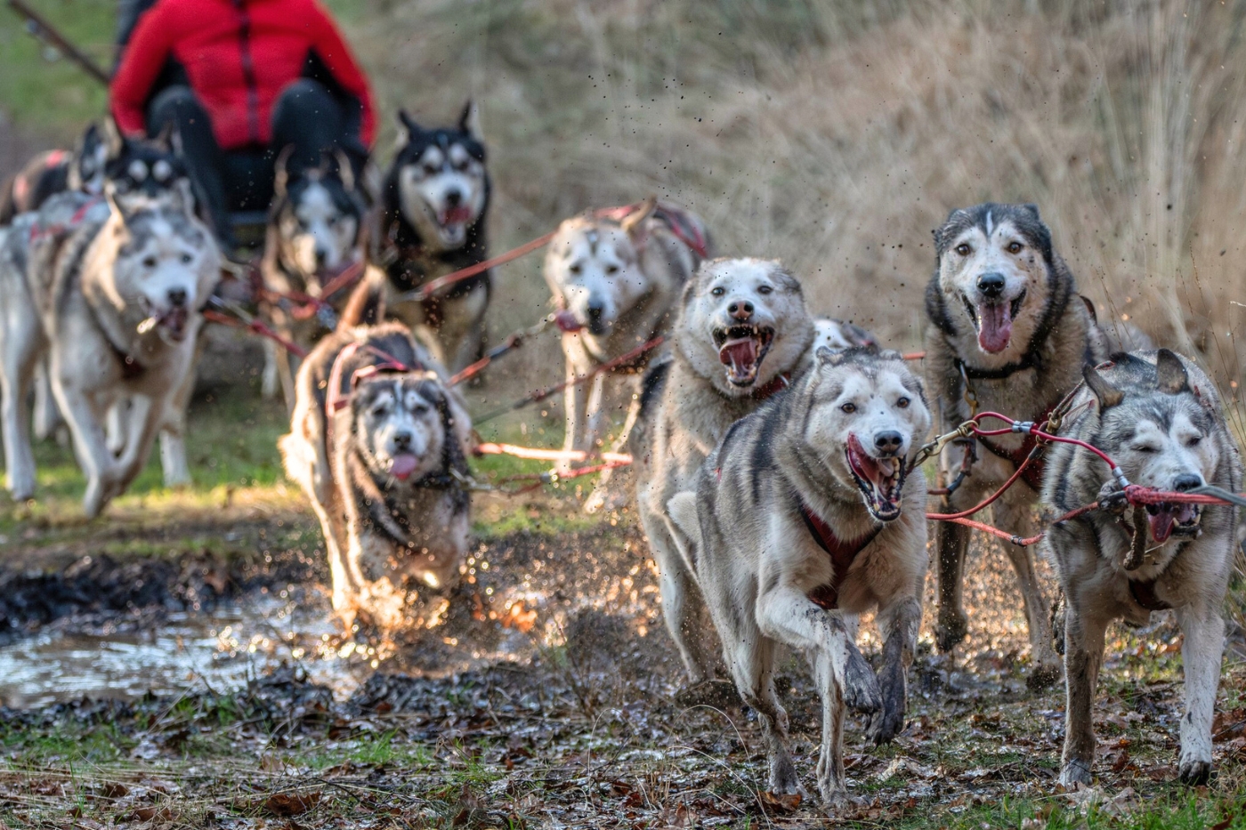 Geef een husky karrentocht cadeau
