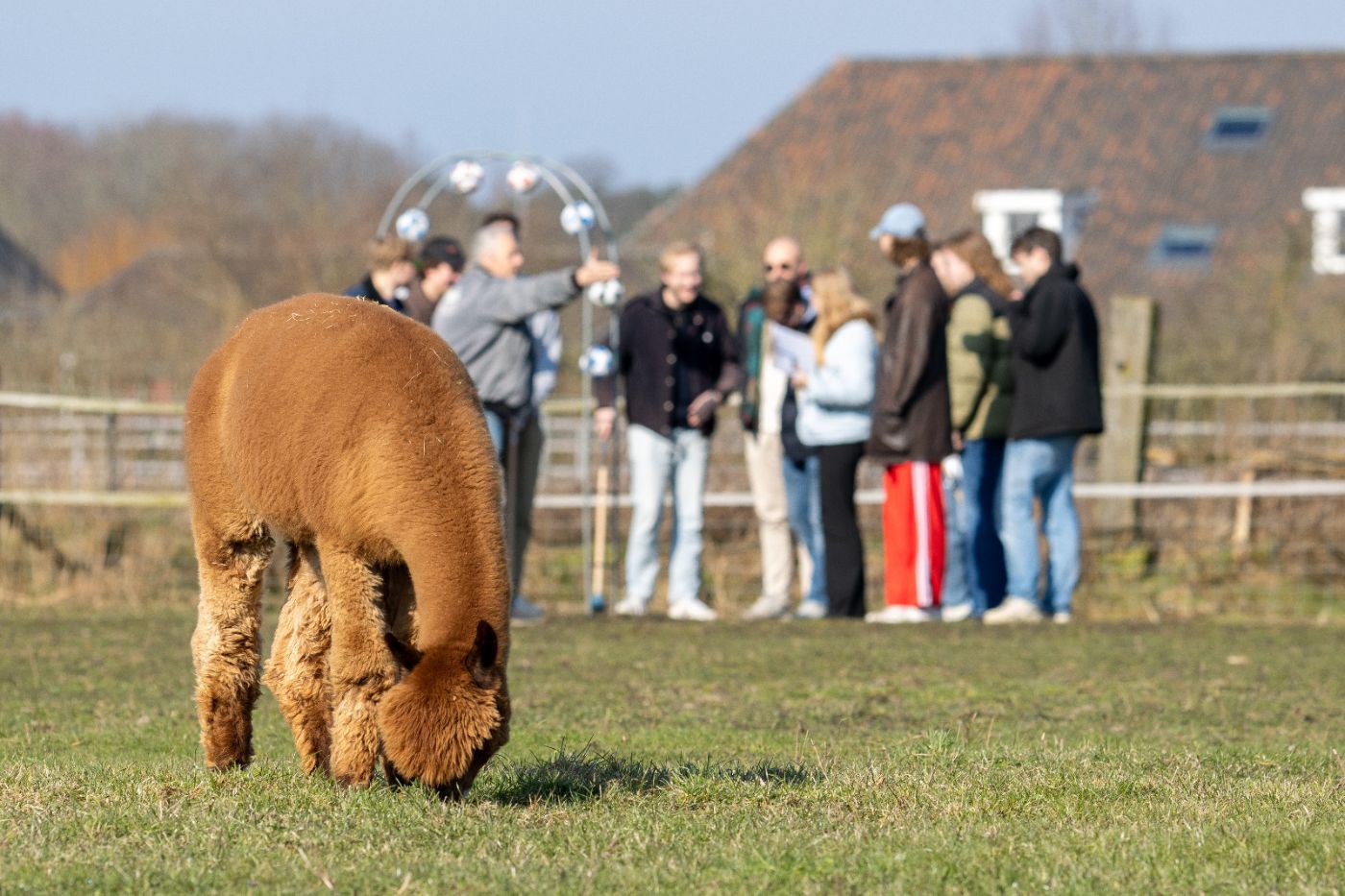 Fietstocht met alpacagolf cadeau