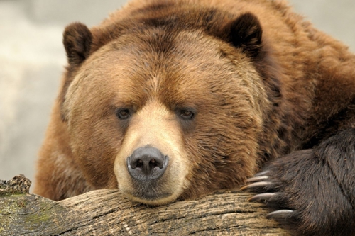 Dierenverzorger-voor-een-dag-cadeau-c.jpg