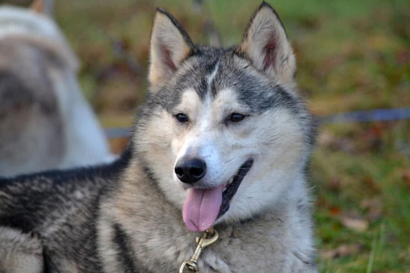 Husky overnachting cadeau