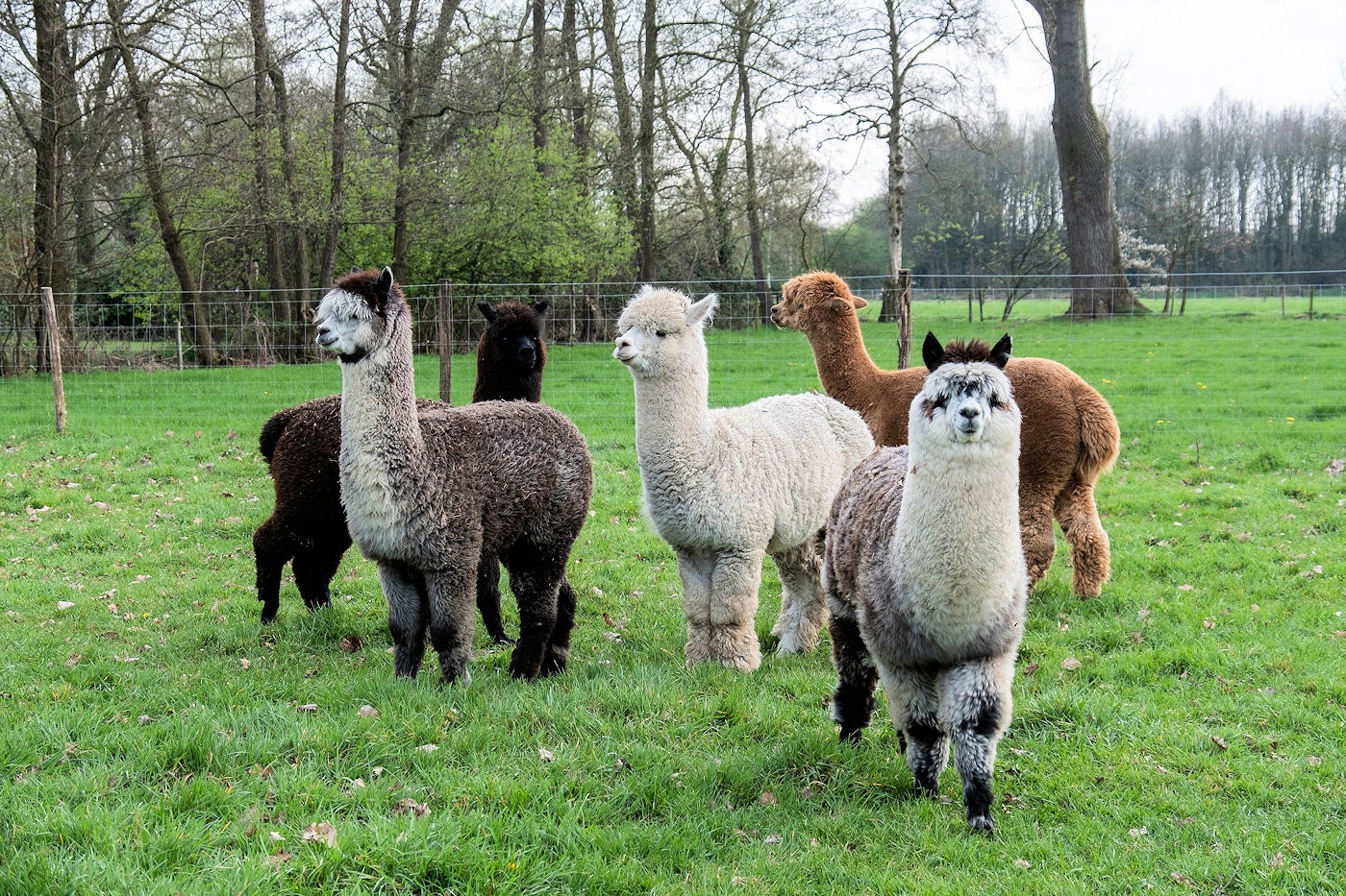 Alpaca onderonsje