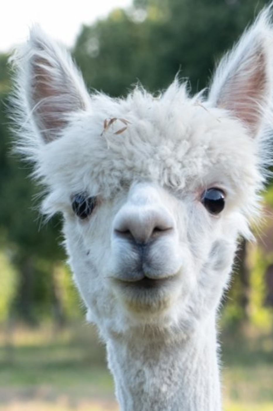 Alpaca onderonsje