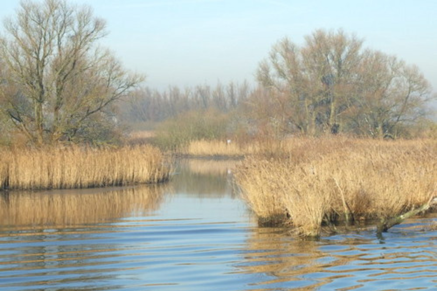 Rondvaart Biesbosch